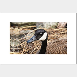 Canada Goose Resting On Her Nest Posters and Art